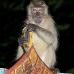 monkey_macaque_longtailed_pt_v_0006_tha0699.jpg